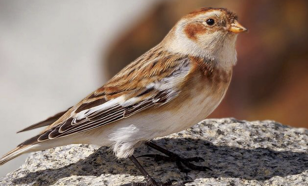Snow Buntings are back in eastern NC